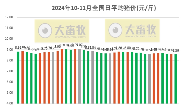 最新明日猪价格及动态分析概览